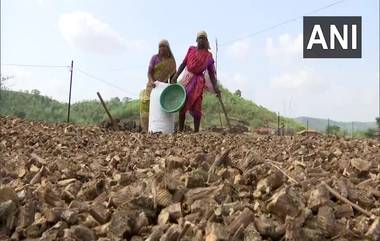 Giloy Trade-in Thane: ठाणे जिल्ह्यात गुळवेल व्यापार आदिवासींसाठी आर्थिक आधार