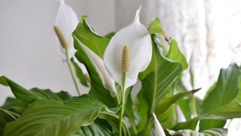 Health benefits of Peace lily: श्वसनासंबंधित आजार असलेल्या रुग्णांसाठी फायदेशीर ठरते पीस लिली, जाणून घ्या खासियत