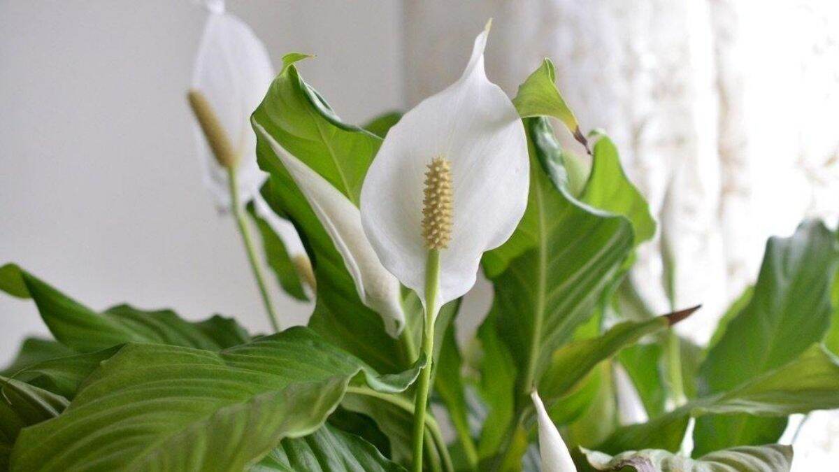 Health benefits of Peace lily: श्वसनासंबंधित आजार असलेल्या रुग्णांसाठी फायदेशीर ठरते पीस लिली, जाणून घ्या खासियत