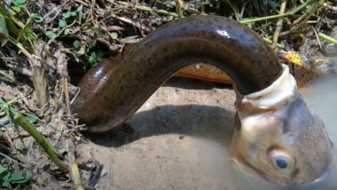 Viral Video: एका माशाने सापाला केले गिळंकृत, त्यानंतर जे झाले ते पाहून तुम्हीही व्हाल अचंबित