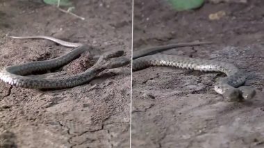 Two Headed Snake: इराकमध्ये सापडला दोन तोंडं एक शेपटी असलेला विचीत्र साप, (Watch Video)