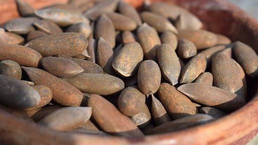 Benefits of Pine Nuts: रोग प्रतिकारशक्ती वाढविण्यासह 'चिलगोजा' आपल्याला बर्‍याच रोगांपासून वाचवते,जाणून घ्या फायदे 
