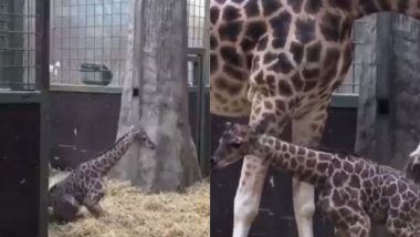 Baby Giraffe Viral Video: नवजात बेबी जिराफ जेव्हा जन्मानंतर पहिलं पाऊल टाकण्याचे  प्रयत्न करतो... पहा सोशल मीडीयात वायरल होत असलेला हा हृद्यस्पर्शी व्हिडीओ