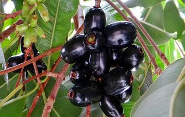 Jamun Seeds Benefits For Diabetes: मधुमेह असणाऱ्यांसाठी वरदान आहेत जांभळाच्या बिया; जाणून घ्या कसा कराल उपयोग 