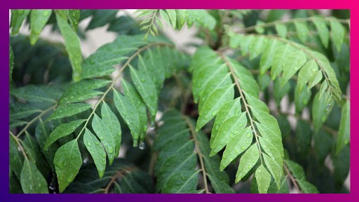 Health Tips: अगदी कुठे ही सहज मिळणाऱ्या कढीपत्त्याच्या पानात असतात 'हे' आश्चर्यचकित करणारे गुण