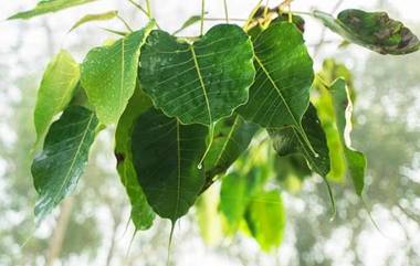 Peepal Leaf Benefits: पिंपळाच्या पानांचा रस आहे आरोग्यासाठी फायदेशीर आहे; याने हृदय आणि फुफ्फुस राहिल स्वस्थ 