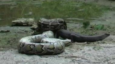 Python Eats Alligator Video: अवघ्या काही मिनिटातच अजगराने एलीगेटरला गिळून टाकले; व्हिडिओ पाहून तुम्हालाही फुटेल घाम