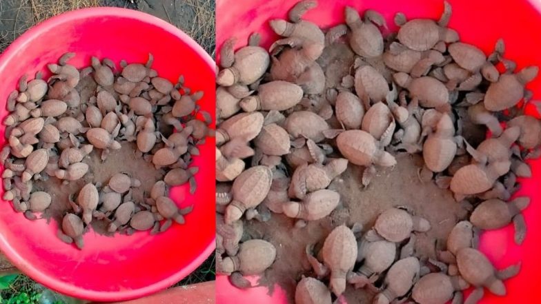 Ratnagiri: गावखडी येथे आज ऑलिव्ह रिडले टर्टलच्या 56 नुकत्याच जन्मलेल्या पिलांना सोडण्यात आले