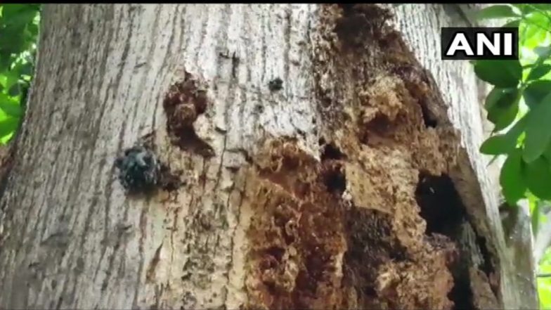 Nashik: Black Fungus च्या भीतीने चक्क परिसरातील झाडे तोडत आहेत लोक; जाणून घ्या नक्की काय आहे कारण