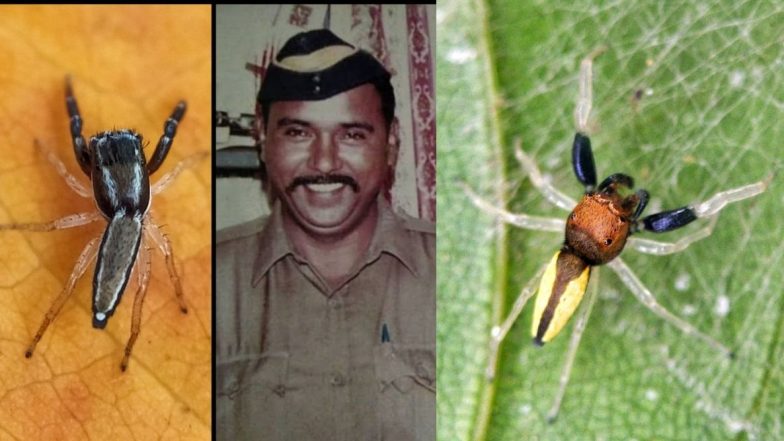 Icius Tukarami: पीएचडी स्कॉलर ध्रुव प्रजापतीने महाराष्ट्रात शोधल्या कोळ्याच्या दोन नवीन प्रजाती; ASI Tukaram Omble यांना समर्पित