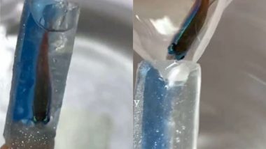 Aquarium Manicure साठी नेल आर्टिस्ट ने वापरला जिवंत मासा; व्हिडिओ पाहून तुम्हीही व्हाल अचंबित