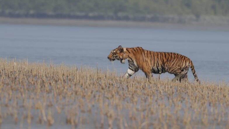 Tiger In India: सुंदरबन येथील वाघाचा कारनामा; समुद्र, नद्या-नाल्यांसह 100 किमी आंतर पार करत बांग्लादेशात पोहोचला