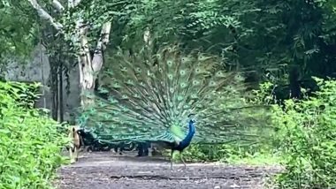 Peacocks seen dancing in Nashik: मान्सूनचं आगमन होताच नाशिक मध्ये रहिवासी भागात पिसारा फुलवून नाचताना दिसले मोर; पहा या विहंगम नजार्‍याची दृश्यं