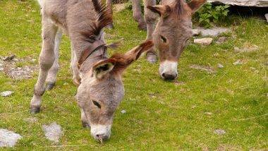 काय सांगता? Pakistan च्या अर्थव्यवस्थेला चक्क गाढवांमुळे चालना; Donkey लोकसंख्या पोहोचली 56 लाखावर