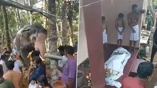 कर्करोगाने मरण पावलेल्या माहूताला निरोप देतानाचा हत्तीचा हृदयद्रावक व्हिडीओ पाहून तुम्हालाही अश्रु आवरणार नाहीत ( Watch Viral Video )