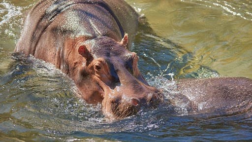 Angry Hippo Viral Video: तलावात एंजॉय करत असलेल्या पाणघोड्याला आला राग आणि मग पर्यटकांना असे पळवले की थोडक्यात वाचला जीव;पाहा व्हायरल व्हिडिओ 