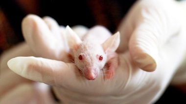 काय सांगता? आता सरासरी 120 वर्षे जगू शकतो मनुष्य; Israel च्या शास्त्रज्ञांनी उंदरांवर केला यशस्वी प्रयोग