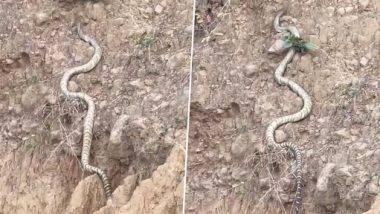 King Cobra Video: हिमाचल प्रदेशाच्या टेकड्यांवर चढताना दिसला किंग कोब्रा; लांबीच्या बाबतीत तोडला सर्व सापांचा रेकॉर्ड, पाहा व्हिडिओ 