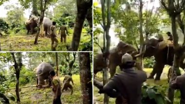 प्रशिक्षित हत्तीच्या मदतीने जंगली हत्तीला केले नियंत्रित; पहा Viral Video