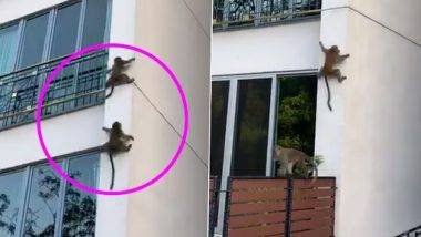 Monkey Viral Video: माकडांची उंच इमारतीवरुन घसरगुंडी, पहा व्हायरल व्हिडिओ