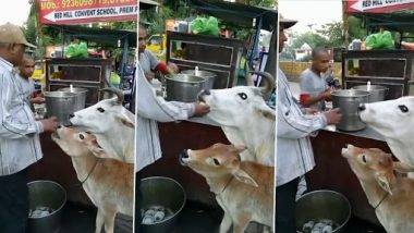 Viral Video: गायसह तिच्या वासराला पाणी पुरी खाऊ घालत असलेल्या व्यक्तीचा व्हिडिओ व्हायरल