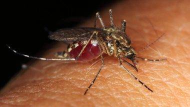 West Nile Virus in US: 7 राज्यांमध्ये पसरला धोकादायक असा 'वेस्ट नाईल व्हायरस'; अर्धांगवायूसह होऊ शकतो मृत्यू, जाणून घ्या सविस्तर