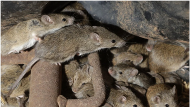 गार्डनमध्ये फेरफटका मारत असताना महिलेवर शंभरहून अधिक उंदरांचा हल्ला, कुरतडले हात-पाय