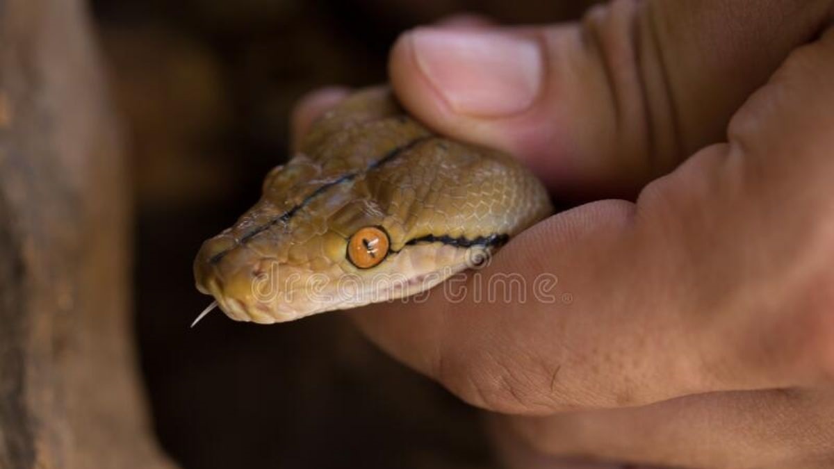 Thane Snake Attack: ठाण्यात 2 महिलांचा सर्पदंशाने मृत्यू;  जाणून घ्या सर्पदंश झाल्यास काय कराल?