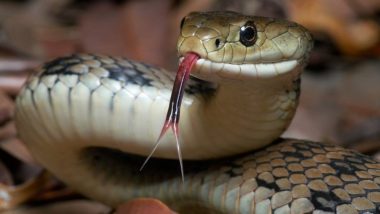 Snake शी पंगा घेण जीवावर बेतलं, थोडक्यात बचावला तरुण, पाहा व्हिडीओ