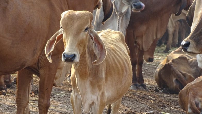 West Bengal: बलात्कारानंतर गर्भवती गाईचा मृत्यू; बंगालमधील घृणास्पद कृत्य, आरोपीला अटक
