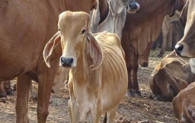 Shiv Sena On Beef:  ‘बीफ’प्रकरणी ज्यांचे ‘झुंडबळी’ गेले, त्या सगळ्यांची माफी मागा- शिवसेना