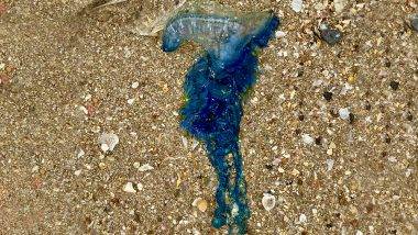 Blue Bottle Jellyfish: मुंबईकरांना सावध राहण्याचे आवाहन; जुहू बीचवर आढळले विषारी 'ब्लू बॉटल जेलीफिश'; जाणून घ्या डंख मारल्यास कशी घ्यावी काळजी