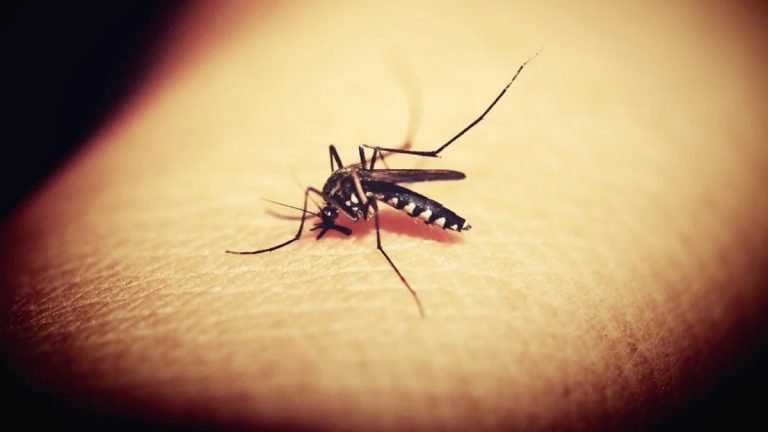 Mosquito Bite: 'डास चावणे हा 'अपघात' नाही, त्याचा Accident Insurance Policy अंतर्गत समावेश होऊ शकत नाही'- Calcutta High Court