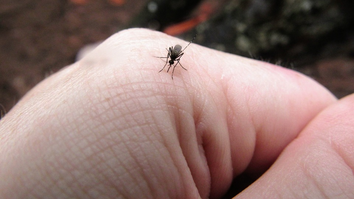 Effects of Dengue on Human Body: डेंग्यू आजाराचा मानवी शरीरावर काय परिणाम होतो? तज्ज्ञ काय सांगतात? घ्या जाणून