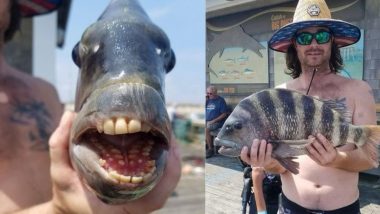 अमेरिकेच्या North Carolina मध्ये आढळला चक्क माणसांप्रमाणे दातांची रचना असलेला  Sheepshead Fish