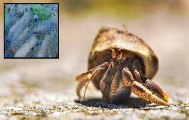 Hermit Crab: हार्मीट खेकडा, समुद्रातील प्लास्टिक प्रदुषणाकडे होतोय लैंगिकदृष्ट्या आकर्शित