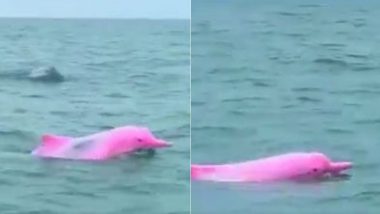 Pink Dolphin Viral Video: समुद्रात दिसला गुलाबी रंगाचा डॉल्फिन; पहा विलोभनीय दृश्यं