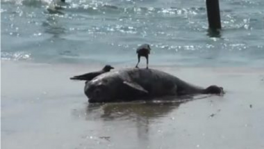 Dolphin In Juhu Beach: मुंबईच्या जुहू समुद्र किनाऱ्यावर आढळला मृत डॉल्फिन मासा