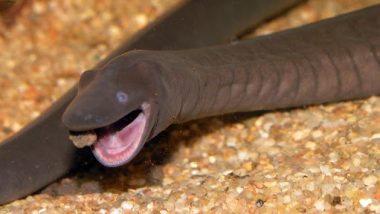 दक्षिण अमेरिकेतील 'Penis Snakes' आता  Florida मध्येही आढळला