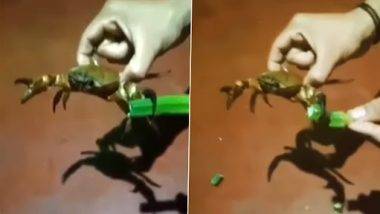 Crab Cutting Vegetables: 'हा' व्यक्ती चक्क खेकड्याकडून कापून घेतो भाजी; पहा Viral Video