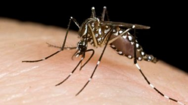 Chikungunya: पालघर जिल्ह्यात एका व्यक्तीला चिकुनगुनियाची लागण, तर 4 जण संशयित