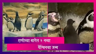 Byculla Veer Mata Jijabai Bhosale Udyan मध्ये यंदा 2 पेंग्विनचा जन्म, दोन्ही पिल्लाची प्रकृती स्थिर