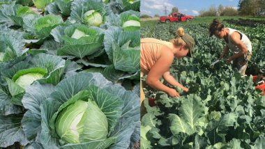 Cabbage & Broccoli: काय सांगता? शेतातून चक्क कोबी आणि ब्रोकोली तोडण्यासाठी दिला जात आहे 63 लाख रुपये पगार; जाणून घ्या सविस्तर