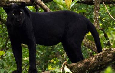 Black Panther In Mahabaleshwar: महाबळेश्वरमधील प्रसिद्ध प्रतापगड किल्ल्याजवळ घडले दुर्मीळ ब्लॅक पँथरचे दर्शन