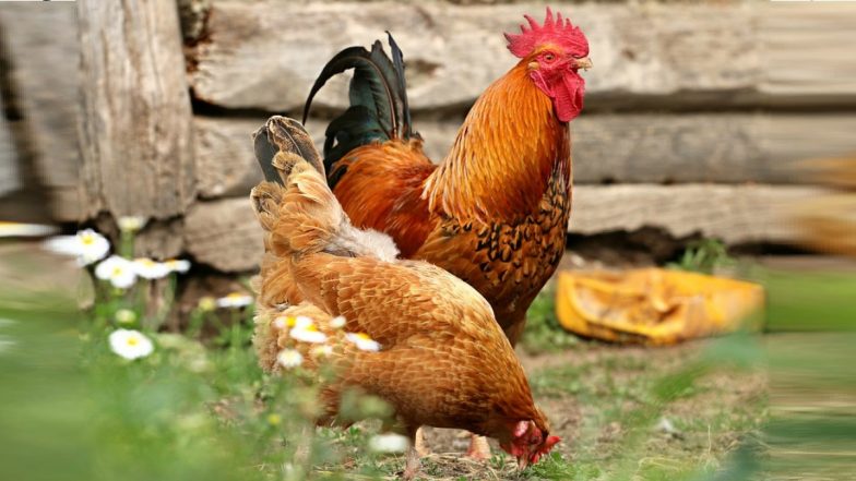Chicken, Egg Price Hike: चिकन, अंडी दरात वाढ, खवय्यांच्या खिशाला भार; पाहा पर किलो कितीने वाढले दर