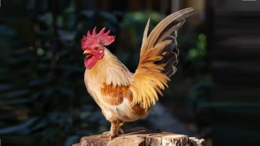 Chicken Cock's  Birthday Celebration: ‘ॲनिमल लव्हर’ फॅमेलीने साजरा केला कोंबड्याचा वाढदिवस; नागपूर येथील घटना सोशल मीडियावर व्हायरल