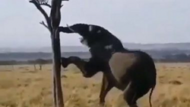 Viral Video: फणस तोडण्यासाठी हत्तीच्या माकड उड्या! सोशल मिडीयावर व्हिडीओ व्हायरल