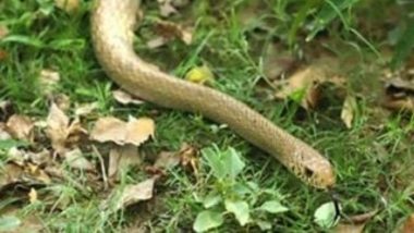 आगरा कारागृह परिसरात सापडला पाच फूट लांबीचा Indian Rat snake