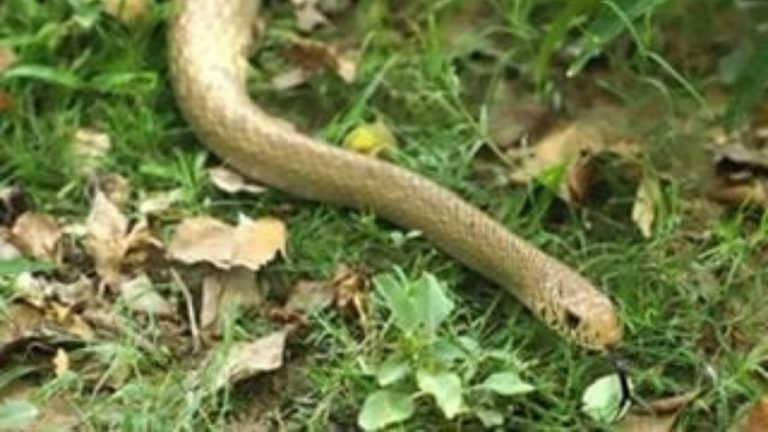 आगरा कारागृह परिसरात सापडला पाच फूट लांबीचा Indian Rat snake