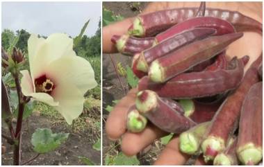 Red Ladyfinger Rs 800 per kg Only: लाल भेंडी, किंमत फक्त 800 रुपये प्रति किलो; जाणून घ्या वैशिष्ट्य